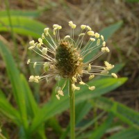 Plantago lanceolata L.